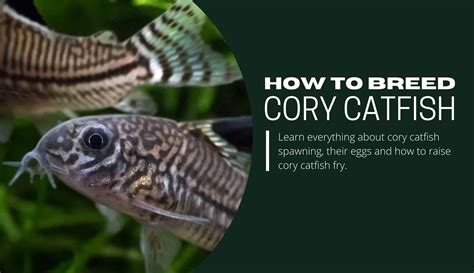 cory eggs|cory catfish breeding behavior.